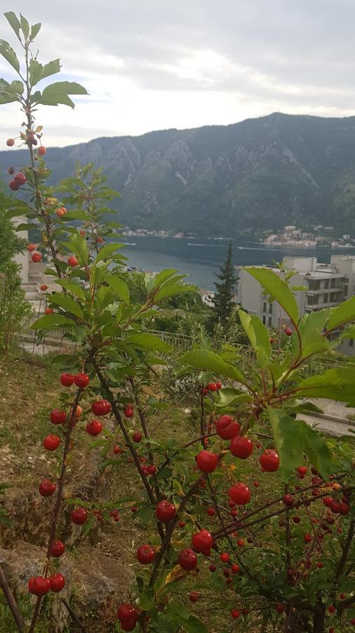 Apartment Jelena Kotor Exterior foto