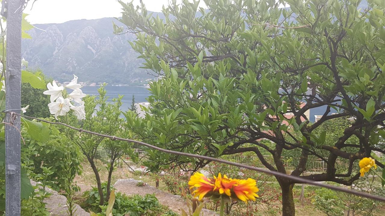 Apartment Jelena Kotor Exterior foto